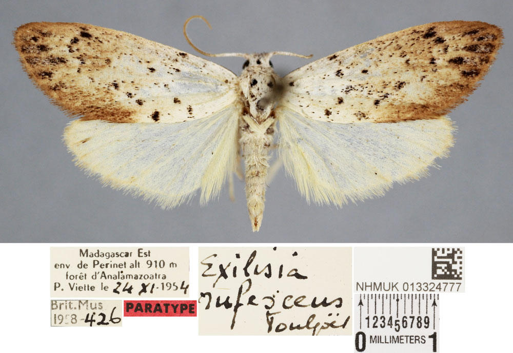 /filer/webapps/moths/media/images/R/rufescens_Exilisia_PT_BMNH.jpg