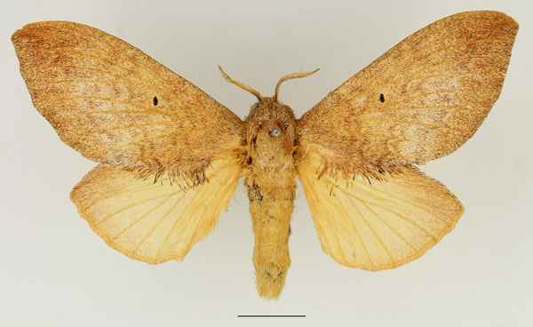 /filer/webapps/moths/media/images/R/rufescens_Gastroplakaeis_AF_Basquin_01.jpg