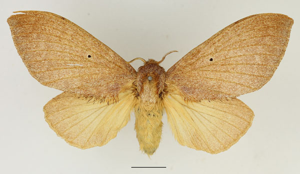 /filer/webapps/moths/media/images/R/rufescens_Gastroplakaeis_AF_Basquin_02.jpg