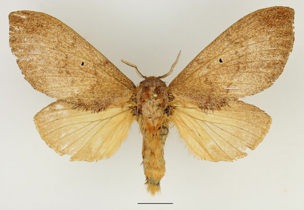 /filer/webapps/moths/media/images/R/rufescens_Gastroplakaeis_AF_Basquin_03.jpg