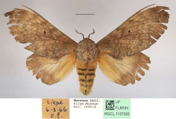 /filer/webapps/moths/media/images/R/rufescens_Gastroplakaeis_AF_MGCLa_01.JPG