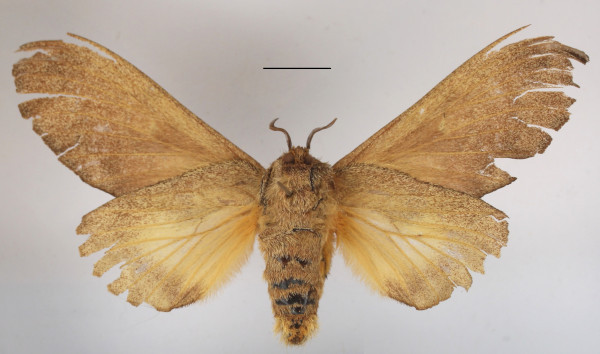 /filer/webapps/moths/media/images/R/rufescens_Gastroplakaeis_AF_MGCLb_01.JPG