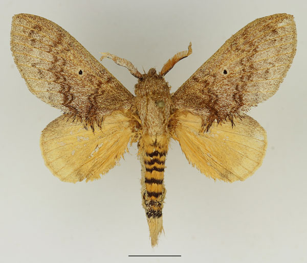 /filer/webapps/moths/media/images/R/rufescens_Gastroplakaeis_AM_Basquin_01.jpg