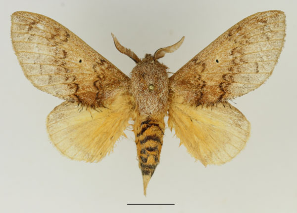 /filer/webapps/moths/media/images/R/rufescens_Gastroplakaeis_AM_Basquin_02.jpg