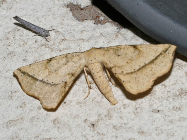 /filer/webapps/moths/media/images/R/rufescens_Geolyces_A_Roland.jpg