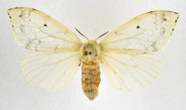 /filer/webapps/moths/media/images/R/rufescens_Heteronygmia_AF_NHMO.jpg