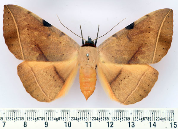 /filer/webapps/moths/media/images/R/rufescens_Hypopyra_AF_BMNH.jpg