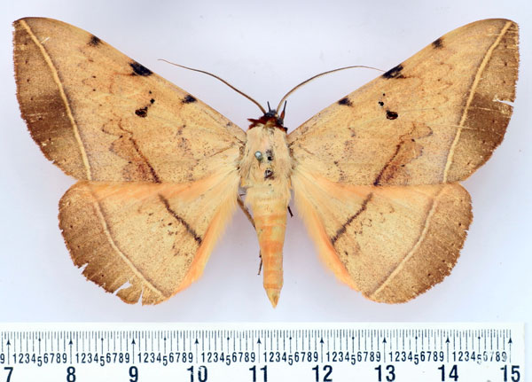 /filer/webapps/moths/media/images/R/rufescens_Hypopyra_AM_BMNH.jpg