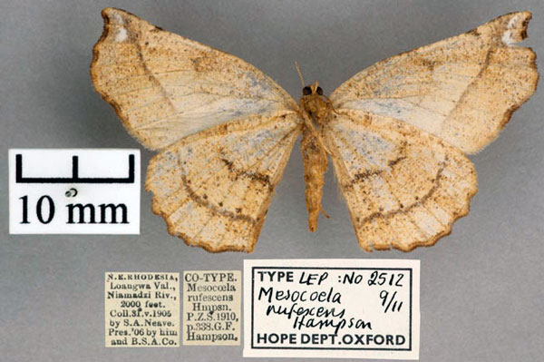/filer/webapps/moths/media/images/R/rufescens_Mesocoela_STF_OUMNH_02.jpg