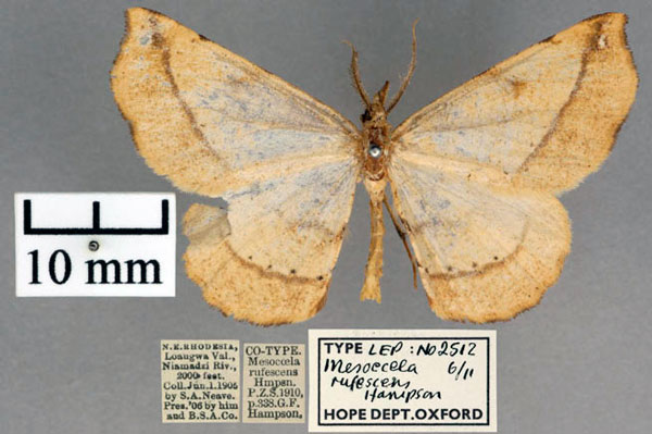 /filer/webapps/moths/media/images/R/rufescens_Mesocoela_STM_OUMNH_01.jpg