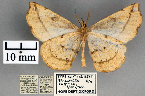 /filer/webapps/moths/media/images/R/rufescens_Mesocoela_STM_OUMNH_02.jpg