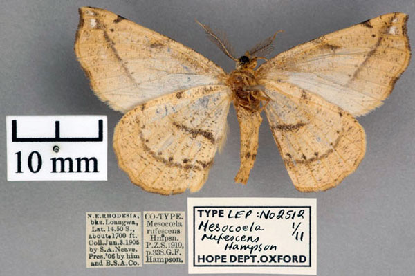 /filer/webapps/moths/media/images/R/rufescens_Mesocoela_ST_OUMNH_02.jpg
