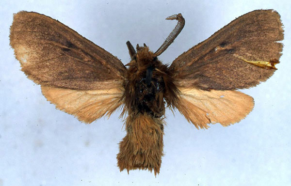 /filer/webapps/moths/media/images/R/rufescens_Metarctia_ST_BMNH_01.jpg