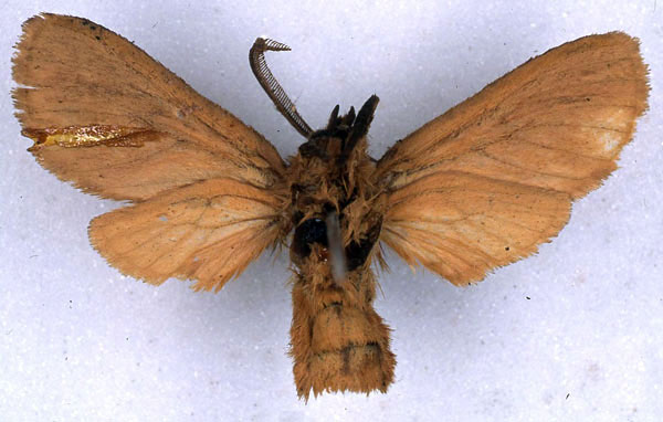 /filer/webapps/moths/media/images/R/rufescens_Metarctia_ST_BMNH_02.jpg