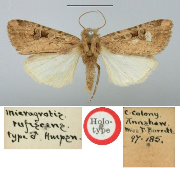 /filer/webapps/moths/media/images/R/rufescens_Micragrotis_HT_BMNH.jpg