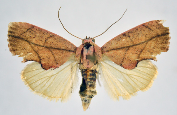 /filer/webapps/moths/media/images/R/rufescens_Paraxestis_AM_NHMO.jpg