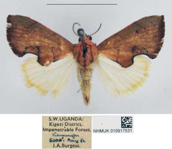 /filer/webapps/moths/media/images/R/rufescens_Paraxestis_AM_NHMUK.jpg