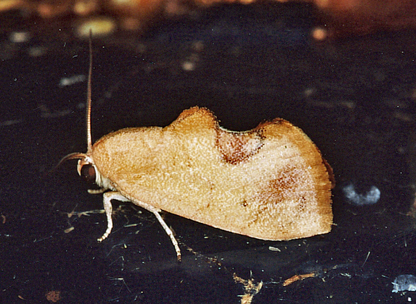 /filer/webapps/moths/media/images/R/rufescens_Paraxestis_A_Roland_01.jpg