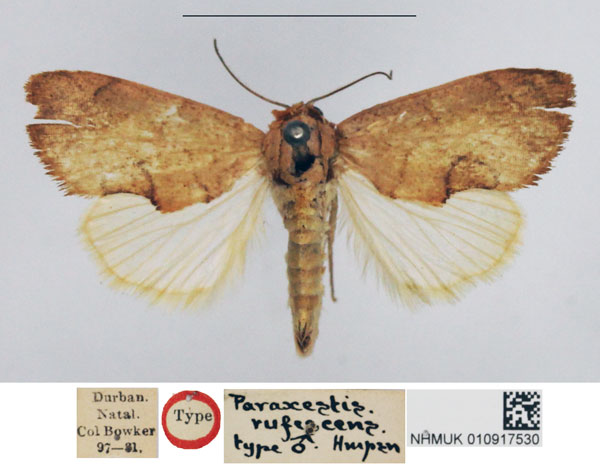 /filer/webapps/moths/media/images/R/rufescens_Paraxestis_HT_NHMUK.jpg