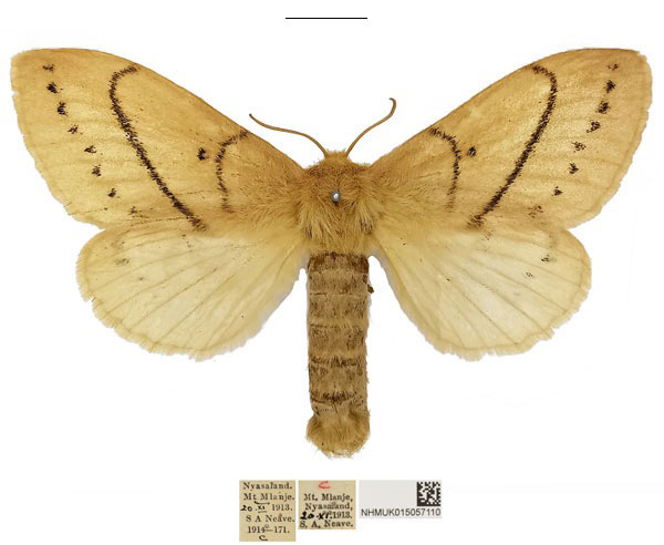 /filer/webapps/moths/media/images/R/rufescens_Philotherma_AF_NHMUKa.jpg