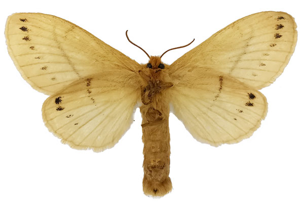 /filer/webapps/moths/media/images/R/rufescens_Philotherma_AF_NHMUKb.jpg