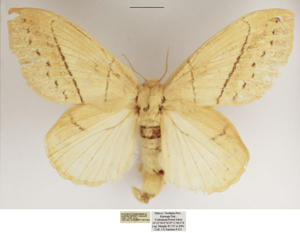 /filer/webapps/moths/media/images/R/rufescens_Philotherma_AF_TMSA.jpg