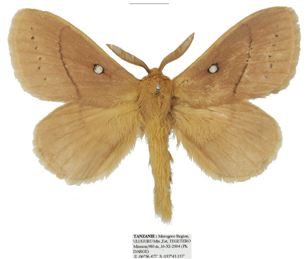 /filer/webapps/moths/media/images/R/rufescens_Philotherma_AM_Basquin_01a.jpg