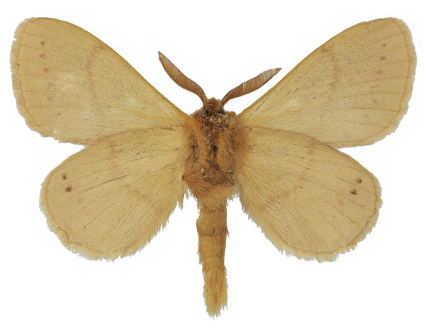 /filer/webapps/moths/media/images/R/rufescens_Philotherma_AM_Basquin_01b.jpg