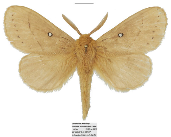 /filer/webapps/moths/media/images/R/rufescens_Philotherma_AM_Basquin_02_PICqQdt.jpg