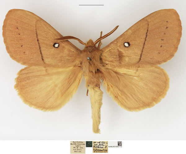 /filer/webapps/moths/media/images/R/rufescens_Philotherma_AM_NHMUK.jpg