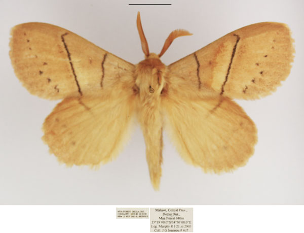 /filer/webapps/moths/media/images/R/rufescens_Philotherma_AM_TMSA.jpg