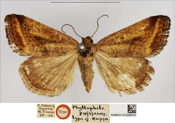 /filer/webapps/moths/media/images/R/rufescens_Phyllophila_AT_NHMUK.jpg