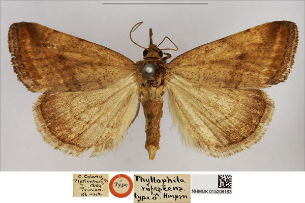 /filer/webapps/moths/media/images/R/rufescens_Phyllophila_HT_NHMUK.jpg