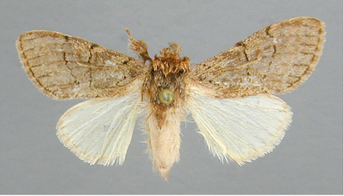 /filer/webapps/moths/media/images/R/rufescens_Rhenea_A_RMCA.jpg