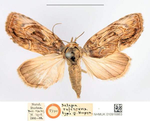 /filer/webapps/moths/media/images/R/rufescens_Selepa_HT_NHMUK.jpg