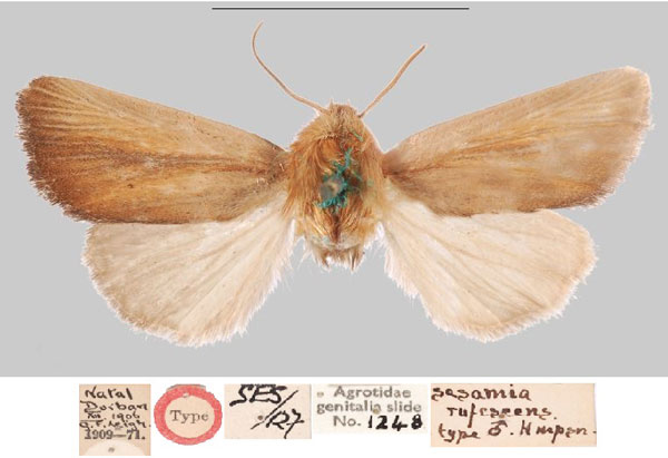 /filer/webapps/moths/media/images/R/rufescens_Sesamia_HT_NHMUKa.jpg