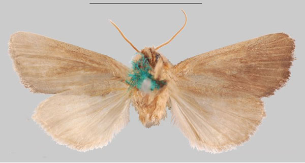 /filer/webapps/moths/media/images/R/rufescens_Sesamia_HT_NHMUKb.jpg