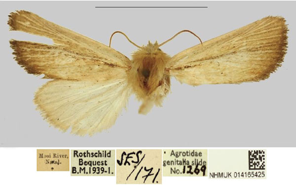 /filer/webapps/moths/media/images/R/rufescens_Sesamia_PTF_NHMUKa.jpg