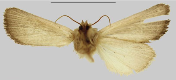 /filer/webapps/moths/media/images/R/rufescens_Sesamia_PTF_NHMUKb.jpg