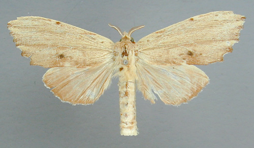 /filer/webapps/moths/media/images/R/rufescens_Trabanta_A_RMCA_01.jpg