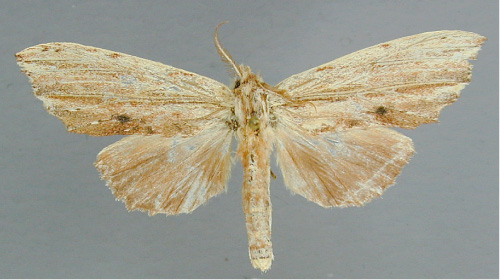 /filer/webapps/moths/media/images/R/rufescens_Trabanta_A_RMCA_02.jpg
