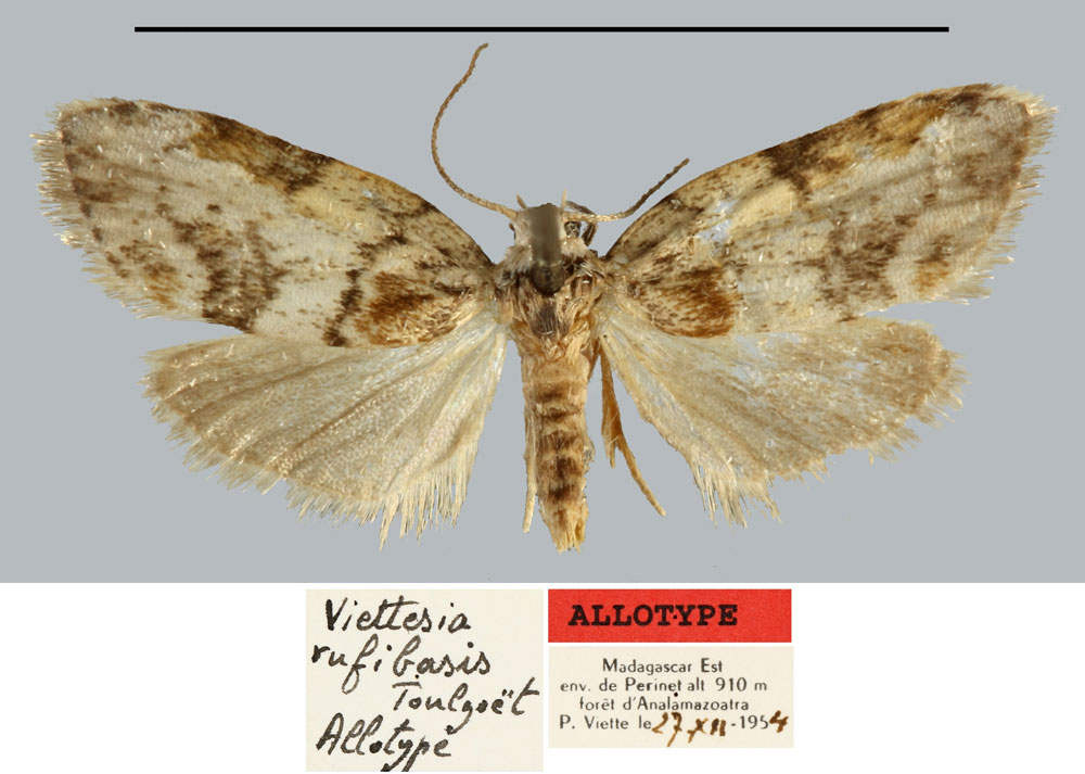 /filer/webapps/moths/media/images/R/rufibasis_Viettesia_AT_MNHN.jpg