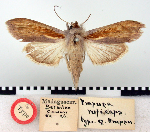 /filer/webapps/moths/media/images/R/ruficeps_Empusada_HT_BMNH.jpg