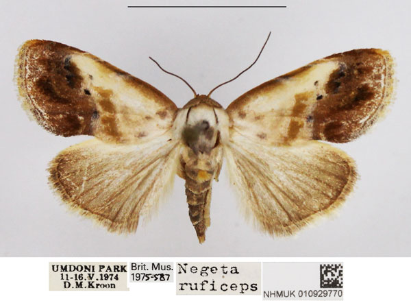/filer/webapps/moths/media/images/R/ruficeps_Negeta_AF_NHMUK.jpg