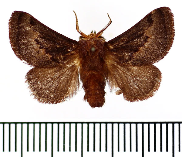 /filer/webapps/moths/media/images/R/ruficeps_Tetraphleba_AM_BMNH.jpg