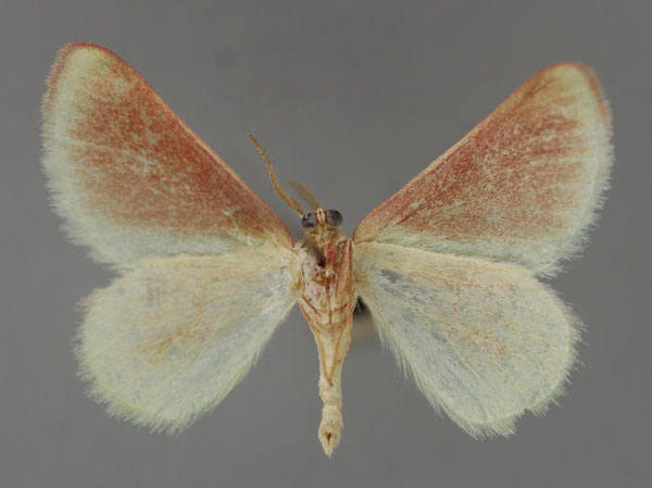 /filer/webapps/moths/media/images/R/ruficiliaria_Eucrostes_A_ZSM_02.jpg