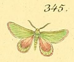 /filer/webapps/moths/media/images/R/ruficiliaria_Eucrostes_HT_HS_84_345.jpg