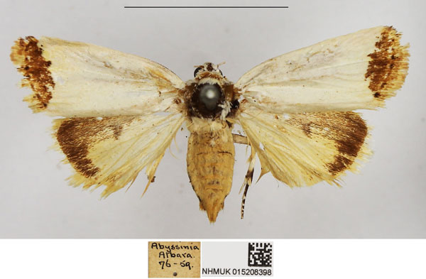 /filer/webapps/moths/media/images/R/ruficincta_Tarache_PLT_NHMUK.jpg