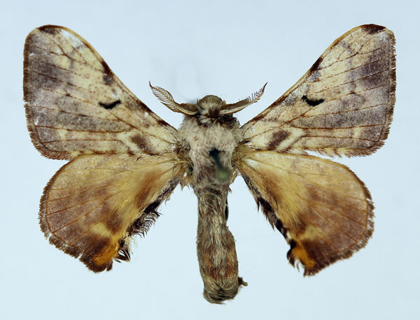 /filer/webapps/moths/media/images/R/ruficollis_Vingerhoedtia_AM_Basquin_02.jpg