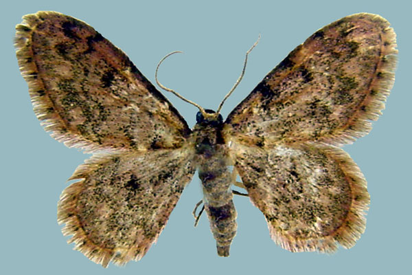 /filer/webapps/moths/media/images/R/ruficolor_Scopula_AM_ZSMa.jpg